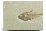 Bargain, Detailed Fossil Fish (Diplomystus) - Wyoming #349625-1
